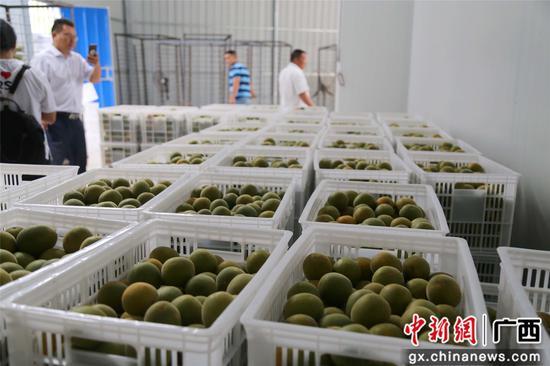 廣西融水:村里有工廠 致富有盼頭——自然鄉村的振興之路